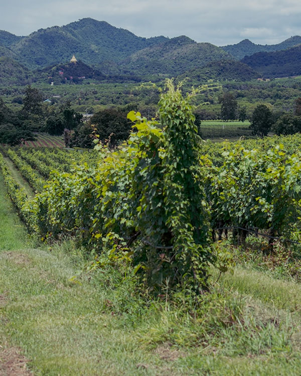 biodynamic-certified-img-2
