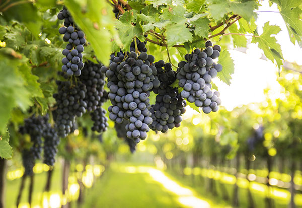 wine-education-img-10