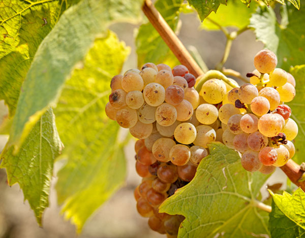 wine-education-img-11