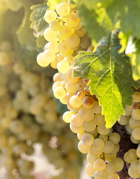 wine-education-img-12