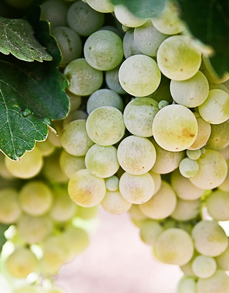 wine-education-img-13