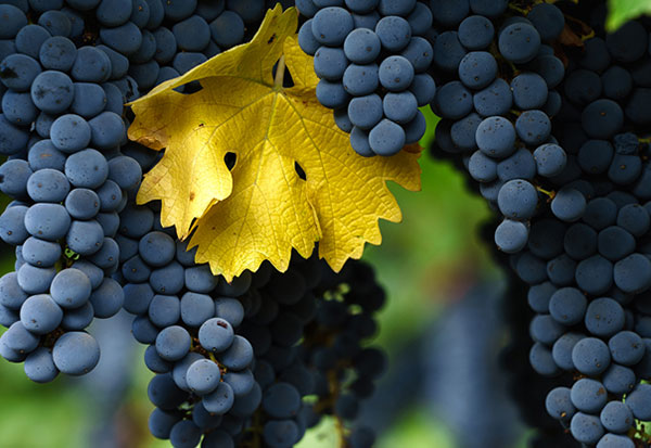 wine-education-img-9
