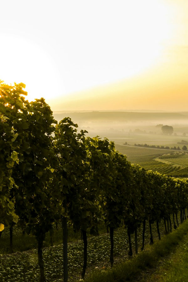 wine-portfolio-img-4