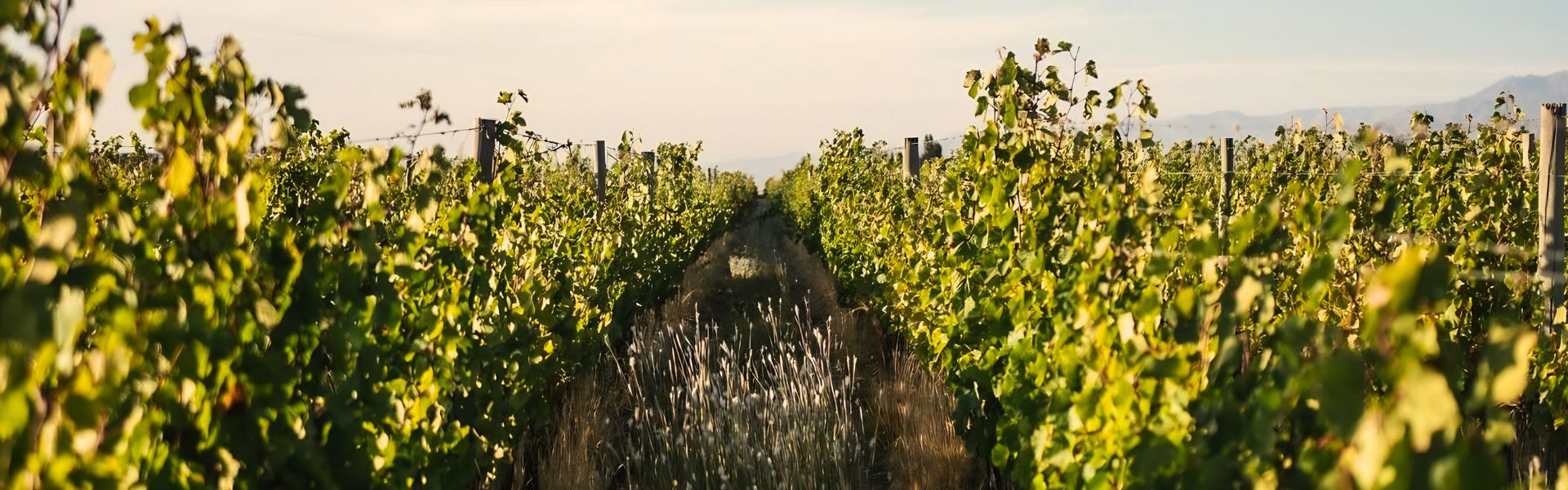 Altos las hormigas 1920×600