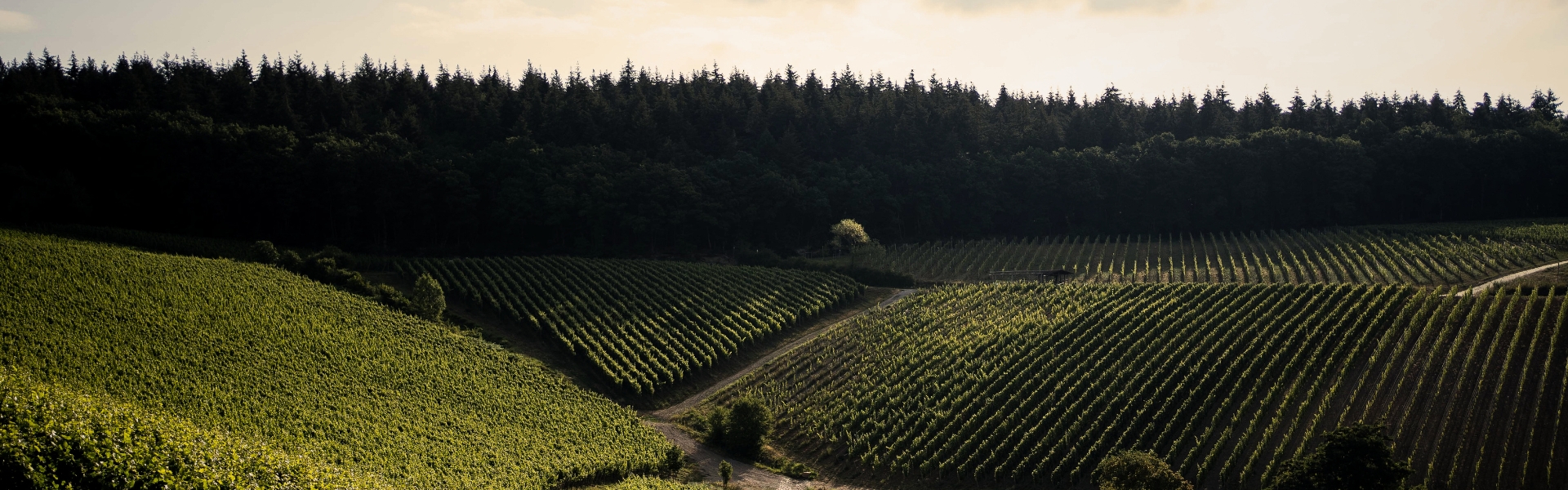 Weingut Robert Weil 1920×600
