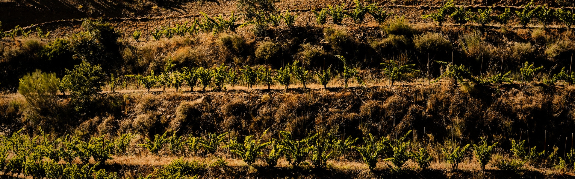 1920X600px (11)