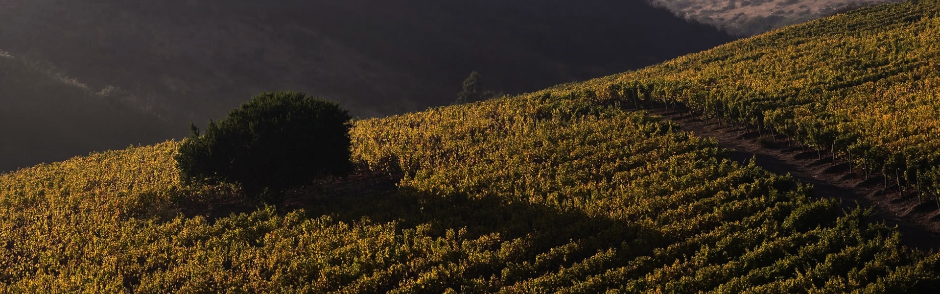1920X600px (6)