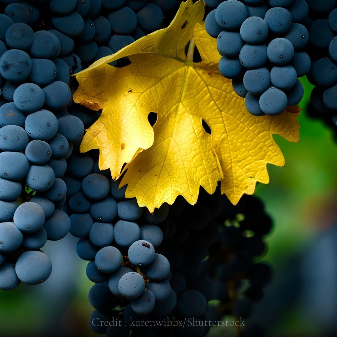 Cabernet Sauvignonแ
